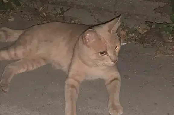 Пропала кошка Чима в Кольцово, Новосибирская область