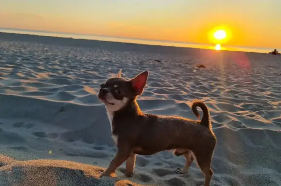 Собаки потеряшки, Калининград, фото: Потеряшка собака на улице Куйбышева, 189, Калининград