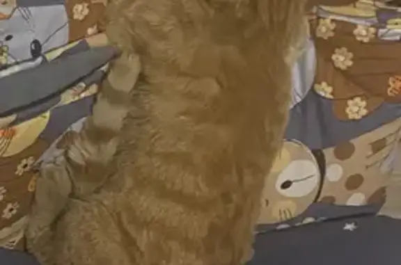 Кошки потеряшки, Киров, фото: Потеряшка кот возле молокозавода, ищем свидетелей. Ул. Ивана Попова 8, Киров.