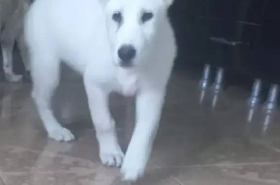Пропала собака на ул. Генерала Плиева, 14 (Щенок Алабая, белый, 4 мес.)