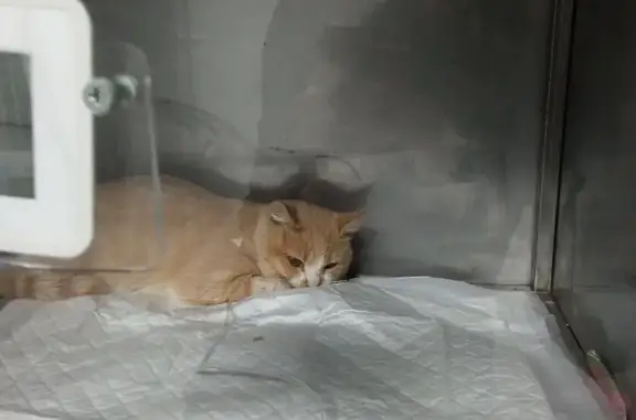 Найдена кошка в Краснодарском крае