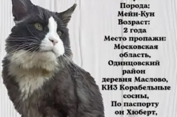 Пропал кот Борис в д. Маслово, Московская обл.