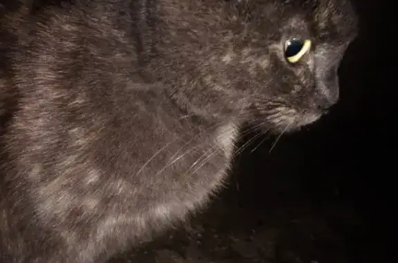 Найдена кошка на Сенной 10 в Рязани