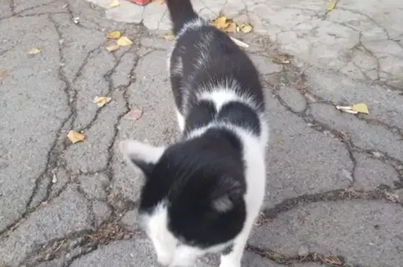 Найден кот с ошейником в Липецке