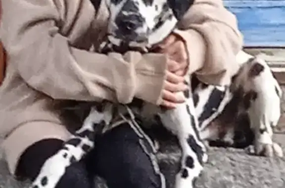 Пропала собака на улице Курджиева, 21