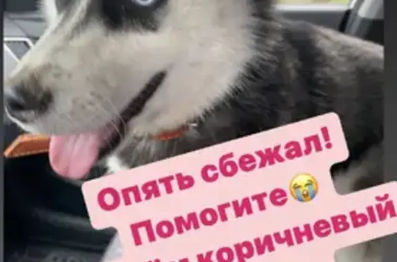 Пропала собака Хаски на Кларинской, 155, Будённовск
