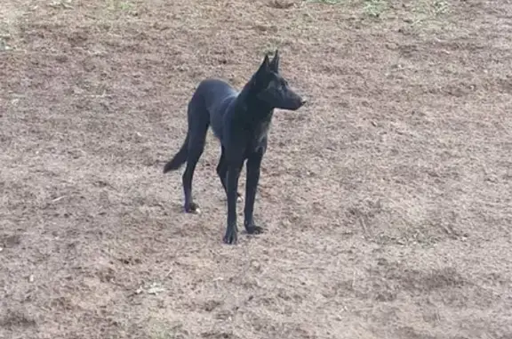 Найдена собака в Зуевском районе, ищет новый дом