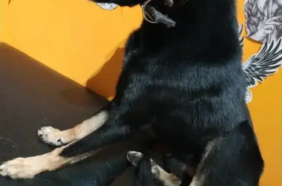 Найдена собака на Вертолётной ул. в Люберцах
