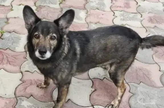 Собаки потеряшки, Армавир, фото: Потеряшка инвалид-собака Лорд на ул. Чкалова, 51, Армавир