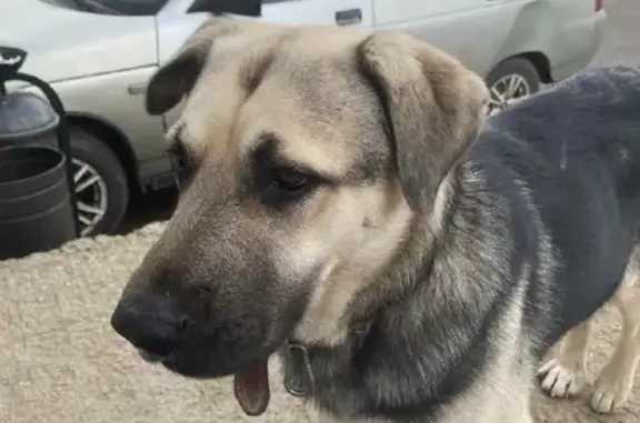 Собака найдена возле завода в Огуднево, Московская область.