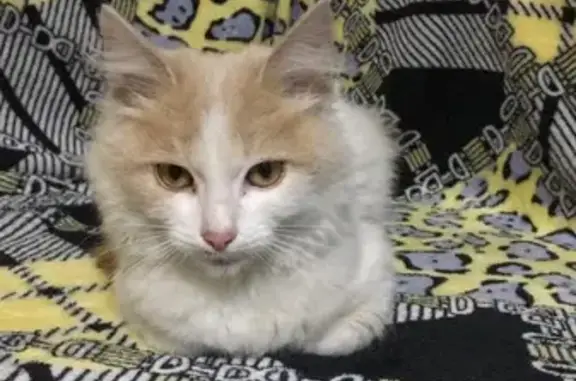 Найдена ласковая кошка на Новослободской, Астрахань