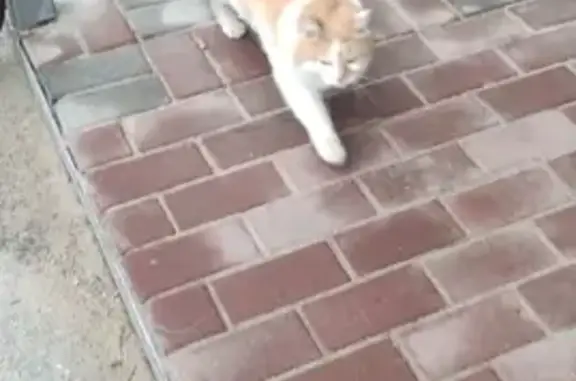 Найдена кошка на ул. Верхняя Дуброва, 28В
