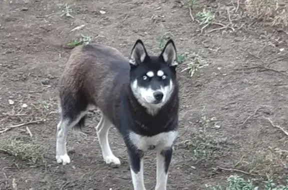 Собака найдена на улице М.Фадеева, Оренбург