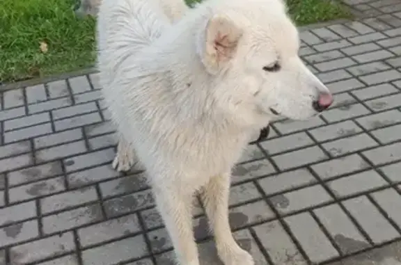 Собака найдена на Люблинском шоссе в Калининграде