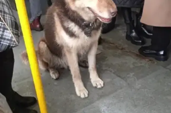 Собаки потеряшки, Санкт-Петербург, фото: Потеряшка собака на Шафировском пр., 12 - молодой кобель коричневого окраса