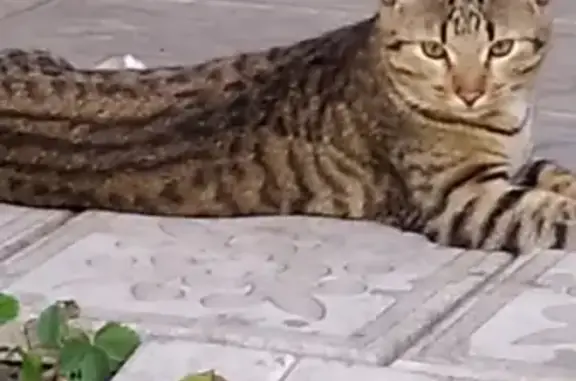 Пропала кошка Барсик на Дачной улице, Засечное