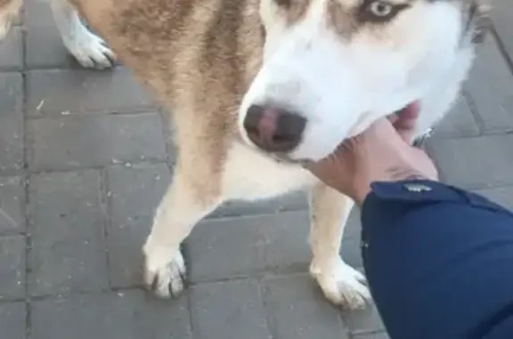 Найдена собака хаски на ул. Петренко, Ростов-на-Дону