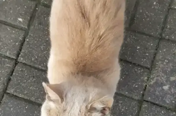 Потерянный пушистый кот на Красной улице