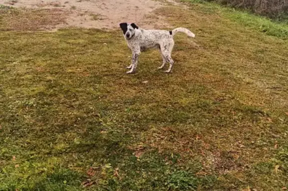 Собака Кобель найдена на Речной 22 в Плотишно