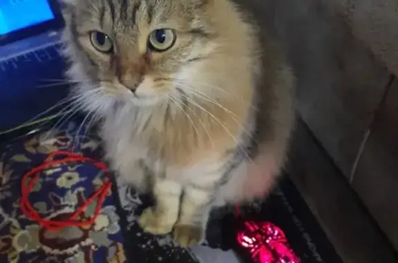 Пропала кошка Кот-сибиряк в Нижнем Тагиле.