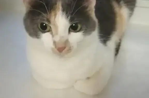 Кошки потеряшки, Ярославль, фото: Потеряшка кошка на Б. Октябрьской, 122, Ярославль