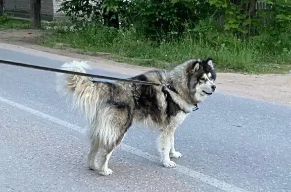 Собаки потеряшки, Спирово, фото: Потеряшка Хаски на Центральной, 48, Спирово