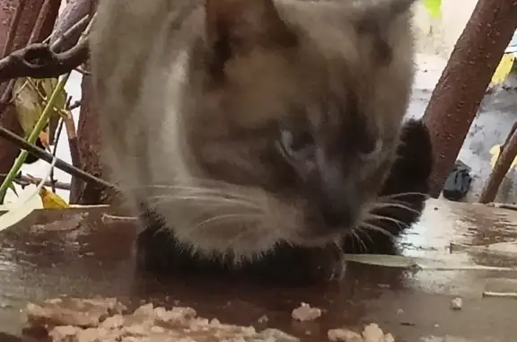 Найден голубоглазый кот на Центральной улице, 160 к1, Серпухов