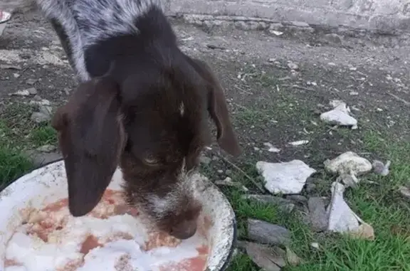 Найдена собака, Подгорная, фото: Найдена дратхаар девочка на ул. Подгорная, 168