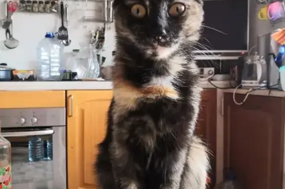 Кошки потеряшки, Санкт-Петербург, фото: Потеряшка кошка на Серебристом бульваре, 21, СПб.