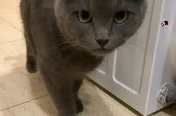 Найден серый кот на Чистопольской 28