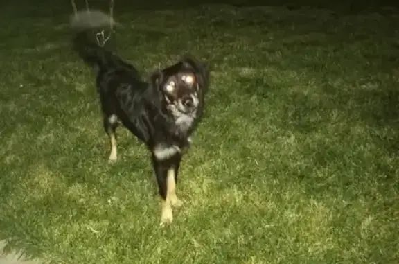 Найдена добрая собака на ул. Западный Обход в Краснодаре