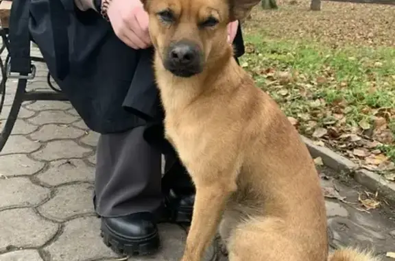 Найдена рыжая собака на Львовской улице