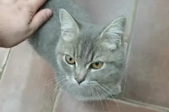 Пропал кот Том с ошейником на 25 лет Октября, Семилуки