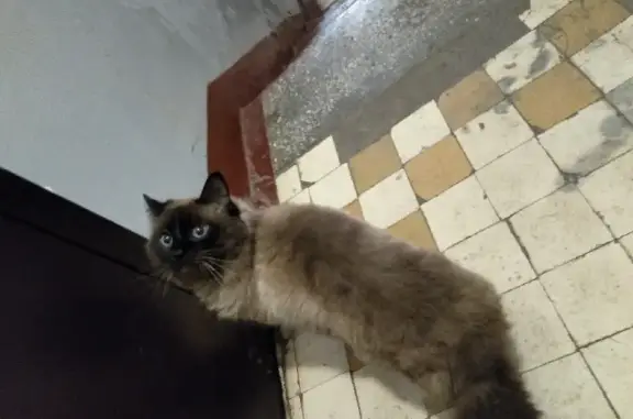 Найден голодный кот с коротким хвостом на Интернатской улице, Йошкар-Ола