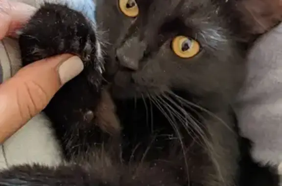 Кошки потеряшки, Санкт-Петербург, фото: Потеряшка кошка на 2-й Жерновской, 23, СПб.