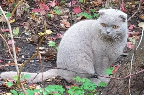 Найден британский кот на Верхних Полях, Москва