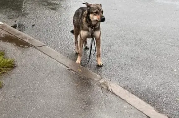 Собаки потеряшки, Санкт-Петербург, фото: Потеряшка собака Скай на ул. Беринга, СПб