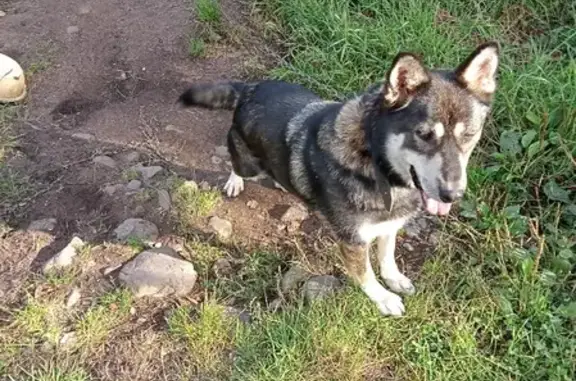 Пропала собака на Кемской, Петрозаводск