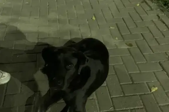 Найдена собака на Красных Партизан, Краснодар.