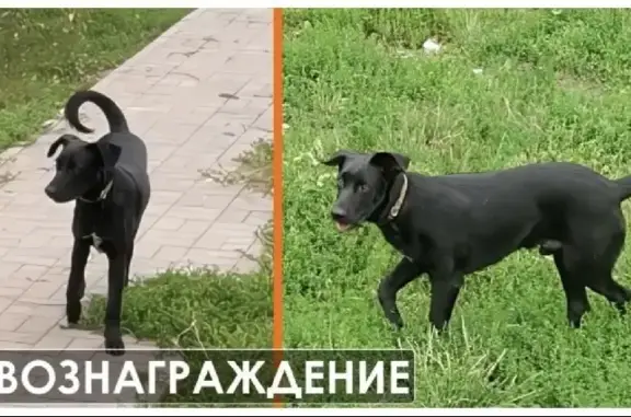 Пропала собака в Подольске и Климовске, помогите найти! 🐶