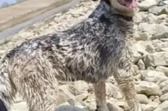 Собаки потеряшки, Ульяновск, фото: Потеряшка собака на ул. Академика Павлова, 33 в Ульяновске