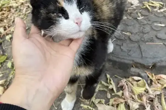 Найдена кошка возле общежития на Краснодарской, ищет хозяев