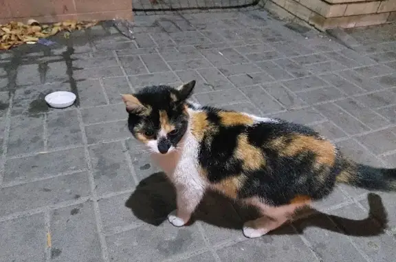 Найдена кошка на 13-й линии в Ростове