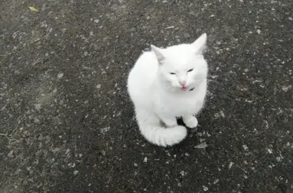 Найден белый котик на остановке Полторацкого-Киевская, г. Омск