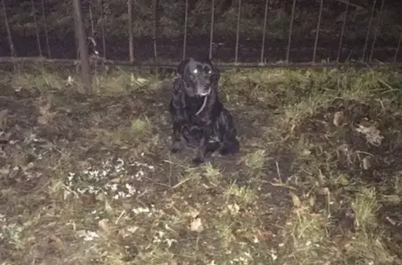 Найдена собака на ул. Мориса Тореза, 11, Новокузнецк