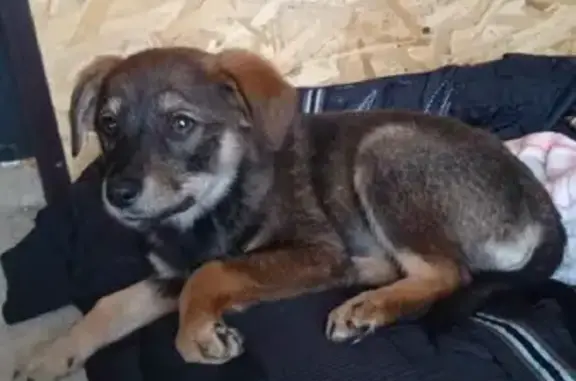 Найдена собака в районе ПКиО 
