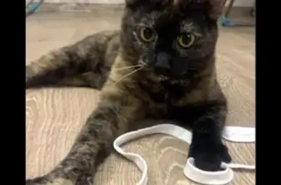 Объявления о пропавших и найденных животных, Курган, фото: Пропала трехшорстная кошка на Курганской улице