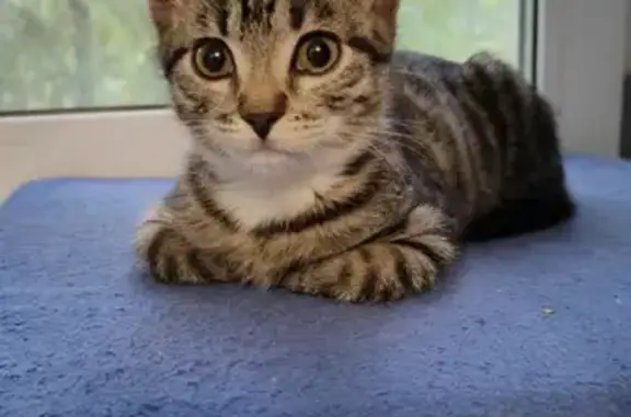 Кошки потеряшки, Ярославль, фото: Потеряшка кошка на Больших Полянках, 13 к2 в Ярославле