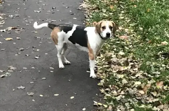 Найдена собака на ул. Филипченко, 7 в Липецке