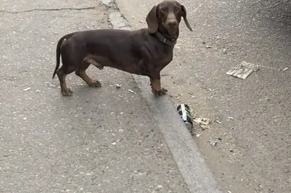 Собака Такса найдена на ул. Бабушкина в Чите